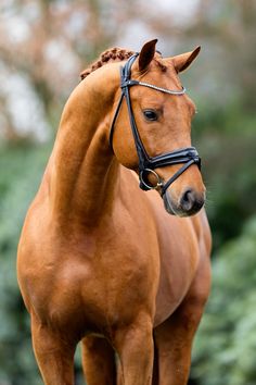 a brown horse standing on top of a lush green field with trees in the background