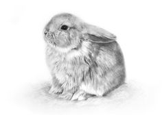 a black and white drawing of a rabbit sitting on top of the ground with its head turned