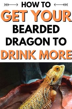 a bearded dragon with text overlay that reads how to get your bearded dragon to drink more