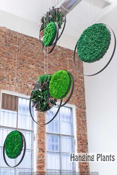 green plants hanging from the ceiling in front of a brick wall and window with windows