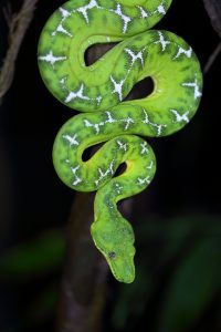 a green and white snake hanging from a tree branch in the night time, with its tail curled up