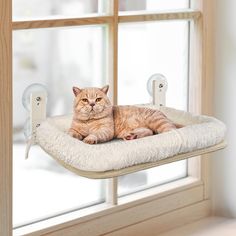 an orange tabby cat laying on top of a pet bed in front of a window