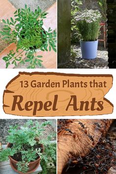 the garden plants that repel ants are growing in their pots and on the ground