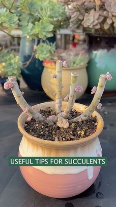 a potted plant sitting on top of a table with succulents in it