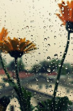 two orange flowers sitting on top of a window covered in rain