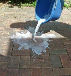 a blue bucket is pouring water onto the ground on a brick sidewalk with grass in the background