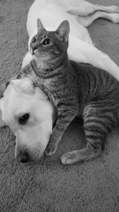 a cat laying on the floor next to a dog