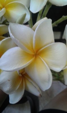 some white and yellow flowers are in a vase