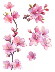 pink flowers are shown on a white background, including one flower and the other branch