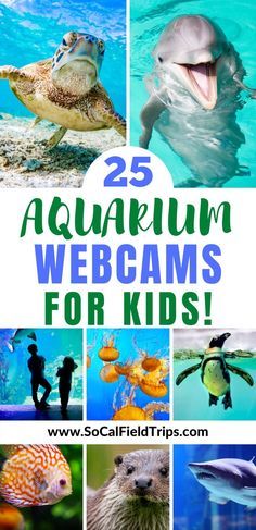 the cover of 25 aquarium webcams for kids with pictures of sea animals and fish