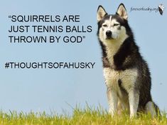 a black and white husky dog sitting on top of a green grass covered field next to a blue sky with the words, squirrels are just tennis balls thrown by god