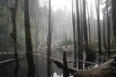 a swampy area with trees and fallen logs