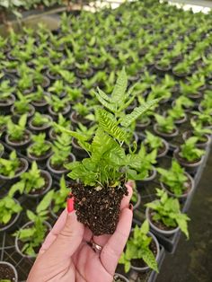 a person holding up a plant in their hand