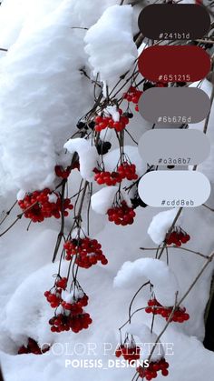 snow covered branches with red berries in the foreground and color swatches above them