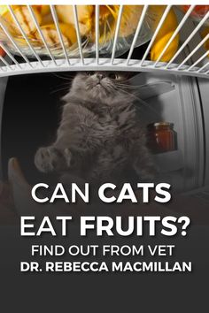 a cat is sitting in an open refrigerator