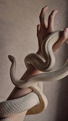 a white snake wrapped around a human hand