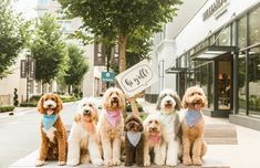 a group of dogs sitting on top of a wooden bench holding up a sign that says do not touch