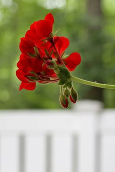 a red flower with green stems in front of a white fence and trees behind it