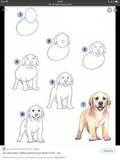 how to draw a dog step by step instructions for kids and beginners with pictures