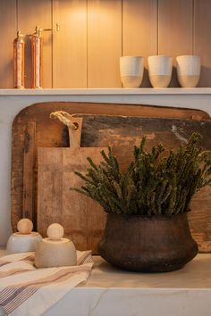 a potted plant sitting on top of a counter