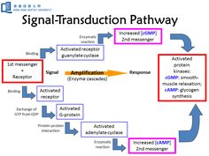 the diagram shows how to use signal - transduction pathway