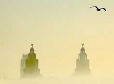 two birds flying over some tall buildings in the fog