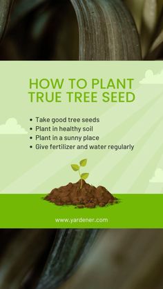 an advertisement for how to plant true tree seed