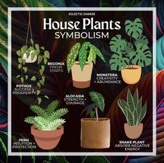 house plants with names and pictures