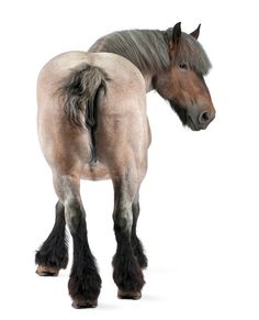 a brown horse standing on top of a white floor