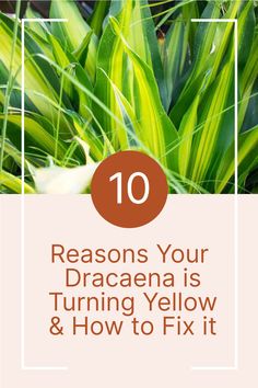 green plants with the words 10 reasons your dracaena is turning yellow and how to fix it