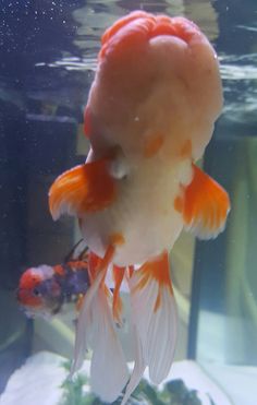 an orange and white fish is swimming in the water