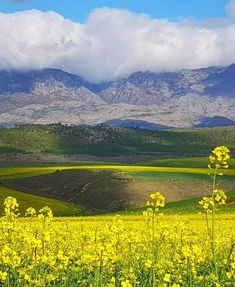 a field with yellow flowers and mountains in the backgrounnd, surrounded by clouds