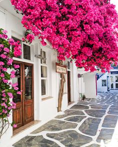 red flowers growing on the side of a white building