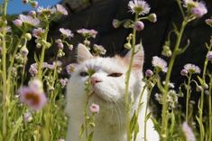 a white cat is standing in the middle of some flowers and looking at the camera