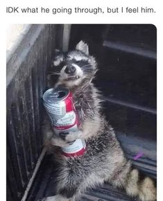 a raccoon is drinking out of a can