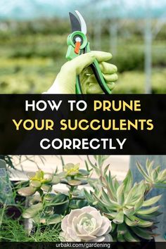 the words how to prune your succulents correctly