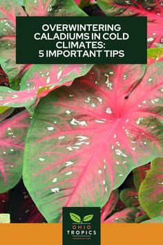 pink and green leaves with the words overwintering caladium in cold climates 5 important tips