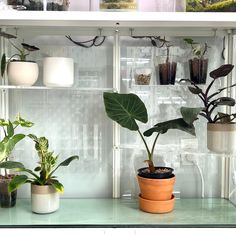 some plants are sitting in pots on a shelf