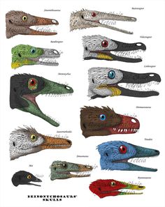 an image of different types of alligator heads