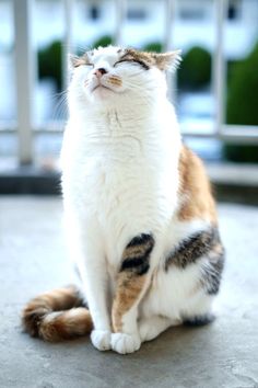 a white and brown cat sitting on top of a cement floor next to a window