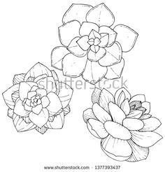 three flowers are drawn in black and white on a white background, each flower has an individual