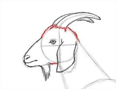 How To Draw A Goat, Goat Legs Drawing, Draw A Goat, Head Step By Step, Goat Drawing, Horse Head Drawing, Goat Paintings, Side View Drawing, Animal Tutorial