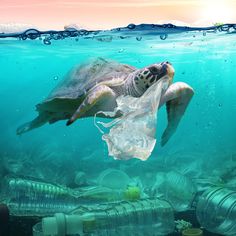 a turtle swimming in the ocean with a plastic bag on it's back and trash floating around