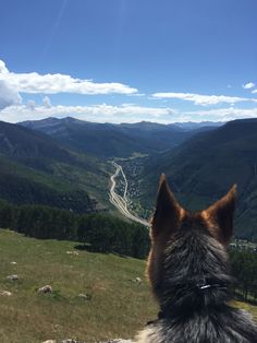 a dog looking out over a valley and mountain range with a winding road in the distance