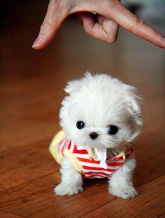 a small white dog sitting on top of a wooden floor next to a person's hand