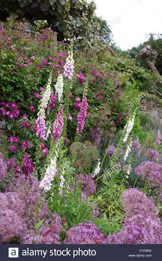 purple and white flowers growing in the garden