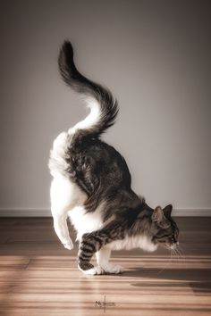 a black and white cat standing on top of a hard wood floor next to a wall