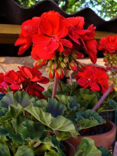 red flowers are growing in pots on the ground