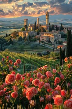 an image of a beautiful sunset in the countryside with roses growing on the foreground