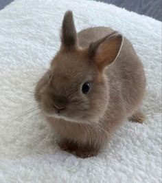 a small brown rabbit sitting on top of a white rug